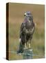 Captive Buzzard (Buteo Buteo), United Kingdom-Steve & Ann Toon-Stretched Canvas