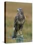 Captive Buzzard (Buteo Buteo), United Kingdom-Steve & Ann Toon-Stretched Canvas