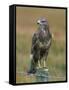 Captive Buzzard (Buteo Buteo), United Kingdom-Steve & Ann Toon-Framed Stretched Canvas