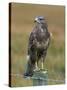 Captive Buzzard (Buteo Buteo), United Kingdom-Steve & Ann Toon-Stretched Canvas