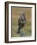 Captive Buzzard (Buteo Buteo), United Kingdom-Steve & Ann Toon-Framed Photographic Print