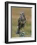 Captive Buzzard (Buteo Buteo), United Kingdom-Steve & Ann Toon-Framed Photographic Print