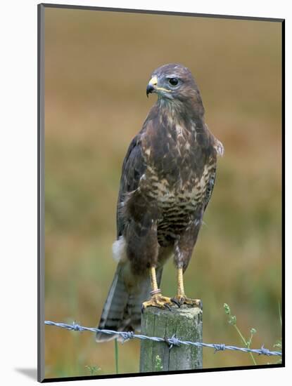 Captive Buzzard (Buteo Buteo), United Kingdom-Steve & Ann Toon-Mounted Photographic Print