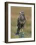 Captive Buzzard (Buteo Buteo), United Kingdom-Steve & Ann Toon-Framed Photographic Print