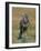 Captive Buzzard (Buteo Buteo), United Kingdom-Steve & Ann Toon-Framed Photographic Print
