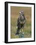 Captive Buzzard (Buteo Buteo), United Kingdom-Steve & Ann Toon-Framed Photographic Print