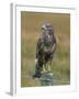 Captive Buzzard (Buteo Buteo), United Kingdom-Steve & Ann Toon-Framed Photographic Print