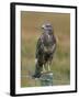 Captive Buzzard (Buteo Buteo), United Kingdom-Steve & Ann Toon-Framed Photographic Print