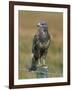 Captive Buzzard (Buteo Buteo), United Kingdom-Steve & Ann Toon-Framed Photographic Print