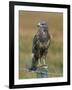 Captive Buzzard (Buteo Buteo), United Kingdom-Steve & Ann Toon-Framed Photographic Print