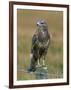 Captive Buzzard (Buteo Buteo), United Kingdom-Steve & Ann Toon-Framed Photographic Print