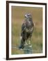 Captive Buzzard (Buteo Buteo), United Kingdom-Steve & Ann Toon-Framed Photographic Print