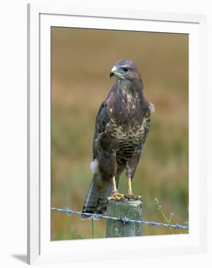 Captive Buzzard (Buteo Buteo), United Kingdom-Steve & Ann Toon-Framed Photographic Print