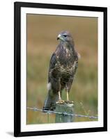 Captive Buzzard (Buteo Buteo), United Kingdom-Steve & Ann Toon-Framed Photographic Print