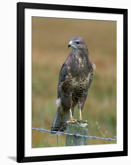 Captive Buzzard (Buteo Buteo), United Kingdom-Steve & Ann Toon-Framed Photographic Print