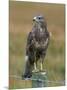 Captive Buzzard (Buteo Buteo), United Kingdom-Steve & Ann Toon-Mounted Photographic Print