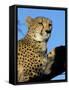 Captive Cheetah (Acinonyx Jubatus) in a Tree, Namibia, Africa-Steve & Ann Toon-Framed Stretched Canvas