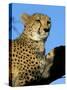 Captive Cheetah (Acinonyx Jubatus) in a Tree, Namibia, Africa-Steve & Ann Toon-Stretched Canvas