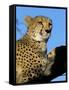 Captive Cheetah (Acinonyx Jubatus) in a Tree, Namibia, Africa-Steve & Ann Toon-Framed Stretched Canvas