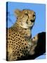 Captive Cheetah (Acinonyx Jubatus) in a Tree, Namibia, Africa-Steve & Ann Toon-Stretched Canvas