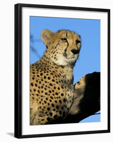 Captive Cheetah (Acinonyx Jubatus) in a Tree, Namibia, Africa-Steve & Ann Toon-Framed Photographic Print