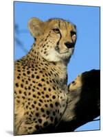 Captive Cheetah (Acinonyx Jubatus) in a Tree, Namibia, Africa-Steve & Ann Toon-Mounted Photographic Print