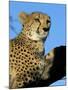 Captive Cheetah (Acinonyx Jubatus) in a Tree, Namibia, Africa-Steve & Ann Toon-Mounted Photographic Print