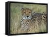 Captive Cheetah (Acinonyx Jubatus), Namibia, Africa-Steve & Ann Toon-Framed Stretched Canvas