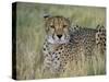 Captive Cheetah (Acinonyx Jubatus), Namibia, Africa-Steve & Ann Toon-Stretched Canvas