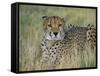 Captive Cheetah (Acinonyx Jubatus), Namibia, Africa-Steve & Ann Toon-Framed Stretched Canvas