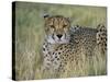 Captive Cheetah (Acinonyx Jubatus), Namibia, Africa-Steve & Ann Toon-Stretched Canvas