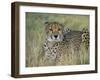 Captive Cheetah (Acinonyx Jubatus), Namibia, Africa-Steve & Ann Toon-Framed Photographic Print