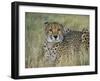 Captive Cheetah (Acinonyx Jubatus), Namibia, Africa-Steve & Ann Toon-Framed Photographic Print