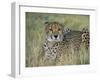 Captive Cheetah (Acinonyx Jubatus), Namibia, Africa-Steve & Ann Toon-Framed Photographic Print