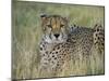 Captive Cheetah (Acinonyx Jubatus), Namibia, Africa-Steve & Ann Toon-Mounted Photographic Print