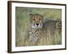 Captive Cheetah (Acinonyx Jubatus), Namibia, Africa-Steve & Ann Toon-Framed Photographic Print