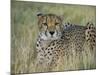 Captive Cheetah (Acinonyx Jubatus), Namibia, Africa-Steve & Ann Toon-Mounted Photographic Print