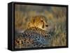 Captive Cheetah (Acinonyx Jubatus), Namibia, Africa-Steve & Ann Toon-Framed Stretched Canvas