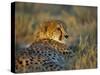 Captive Cheetah (Acinonyx Jubatus), Namibia, Africa-Steve & Ann Toon-Stretched Canvas