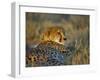 Captive Cheetah (Acinonyx Jubatus), Namibia, Africa-Steve & Ann Toon-Framed Photographic Print