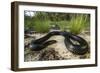 Captive Eastern Indigo Snake. the Orianne Society, Telfair, Georgia-Pete Oxford-Framed Photographic Print