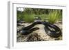 Captive Eastern Indigo Snake. the Orianne Society, Telfair, Georgia-Pete Oxford-Framed Photographic Print