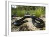 Captive Eastern Indigo Snake. the Orianne Society, Telfair, Georgia-Pete Oxford-Framed Photographic Print