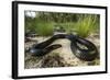 Captive Eastern Indigo Snake. the Orianne Society, Telfair, Georgia-Pete Oxford-Framed Photographic Print