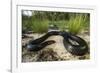 Captive Eastern Indigo Snake. the Orianne Society, Telfair, Georgia-Pete Oxford-Framed Photographic Print