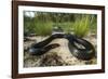 Captive Eastern Indigo Snake. the Orianne Society, Telfair, Georgia-Pete Oxford-Framed Photographic Print