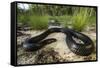 Captive Eastern Indigo Snake. the Orianne Society, Telfair, Georgia-Pete Oxford-Framed Stretched Canvas