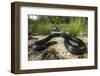 Captive Eastern Indigo Snake. the Orianne Society, Telfair, Georgia-Pete Oxford-Framed Photographic Print