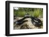 Captive Eastern Indigo Snake. the Orianne Society, Telfair, Georgia-Pete Oxford-Framed Photographic Print