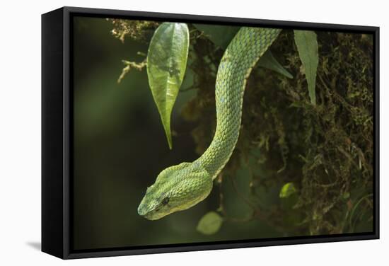 Captive Eyelash Viper, Bothriechis Schlegelii, Coastal Ecuador-Pete Oxford-Framed Stretched Canvas